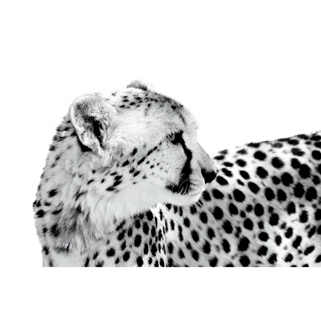 image_original_.png