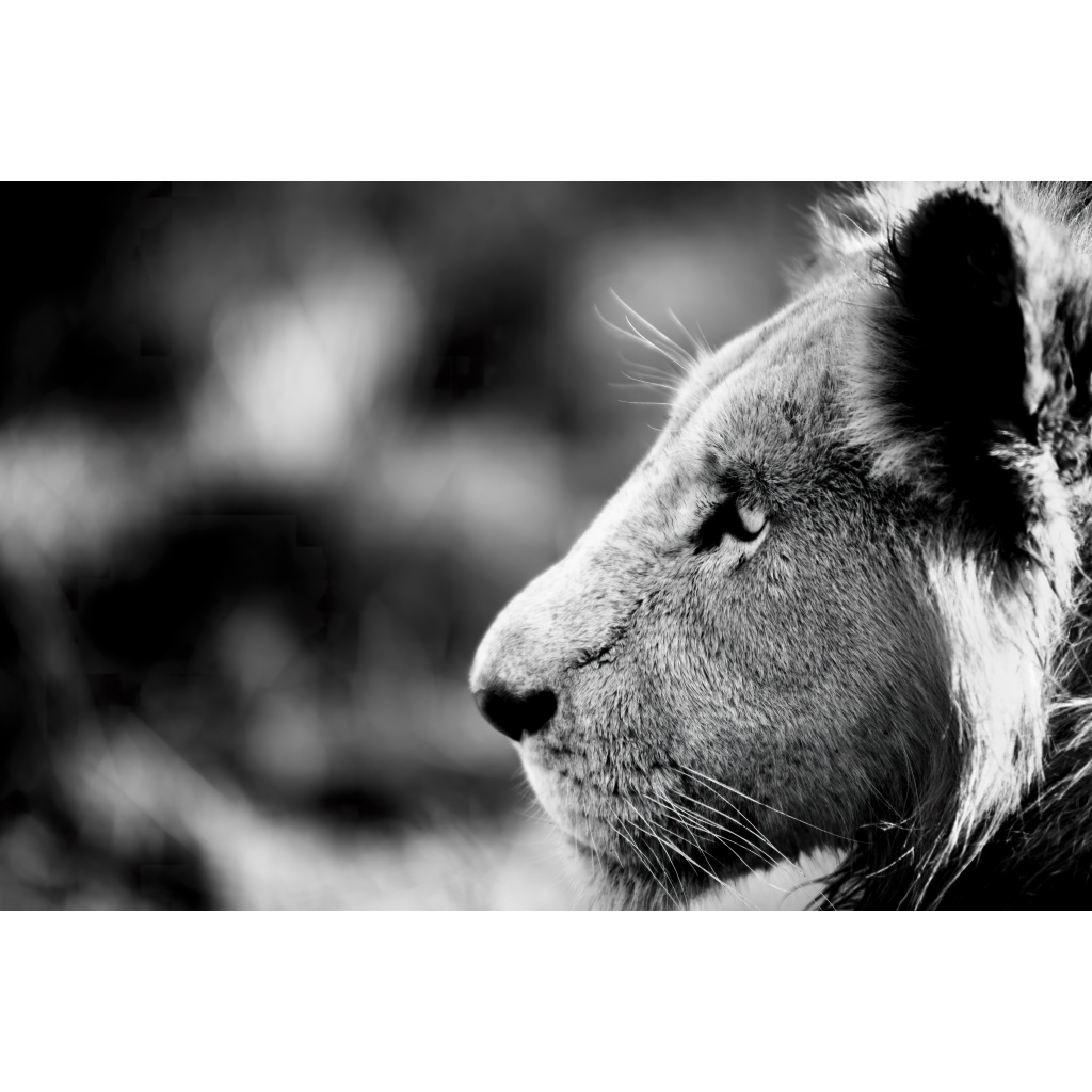 Black and white side profile of a male lion’s head, showing mane, ear, and blurred savannah background.