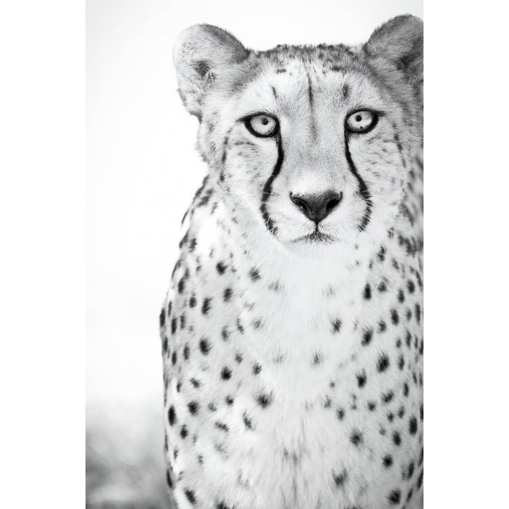 Fine art black and white cheetah portrait. Friendly, approachable expression with soft tones. Wildlife wall art for modern interiors.