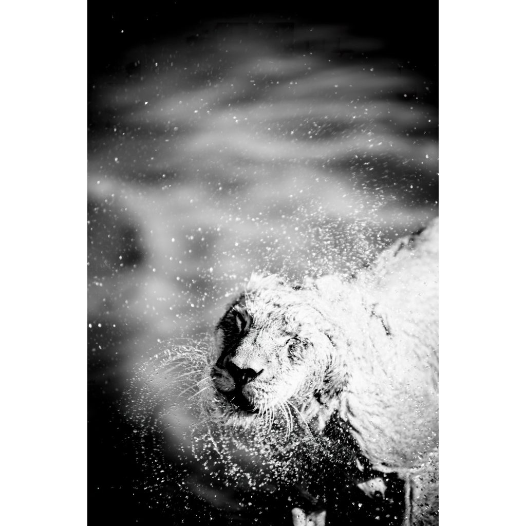 black and white wildlife photography lioness shaking water mid-motion head spin droplets Africa fine art print