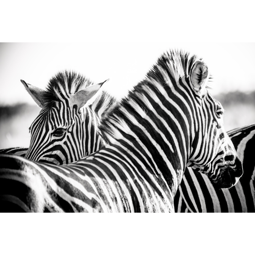 Black and white photograph of two zebras. One zebra looks at the camera over the back of another, their stripes creating layered contrast.