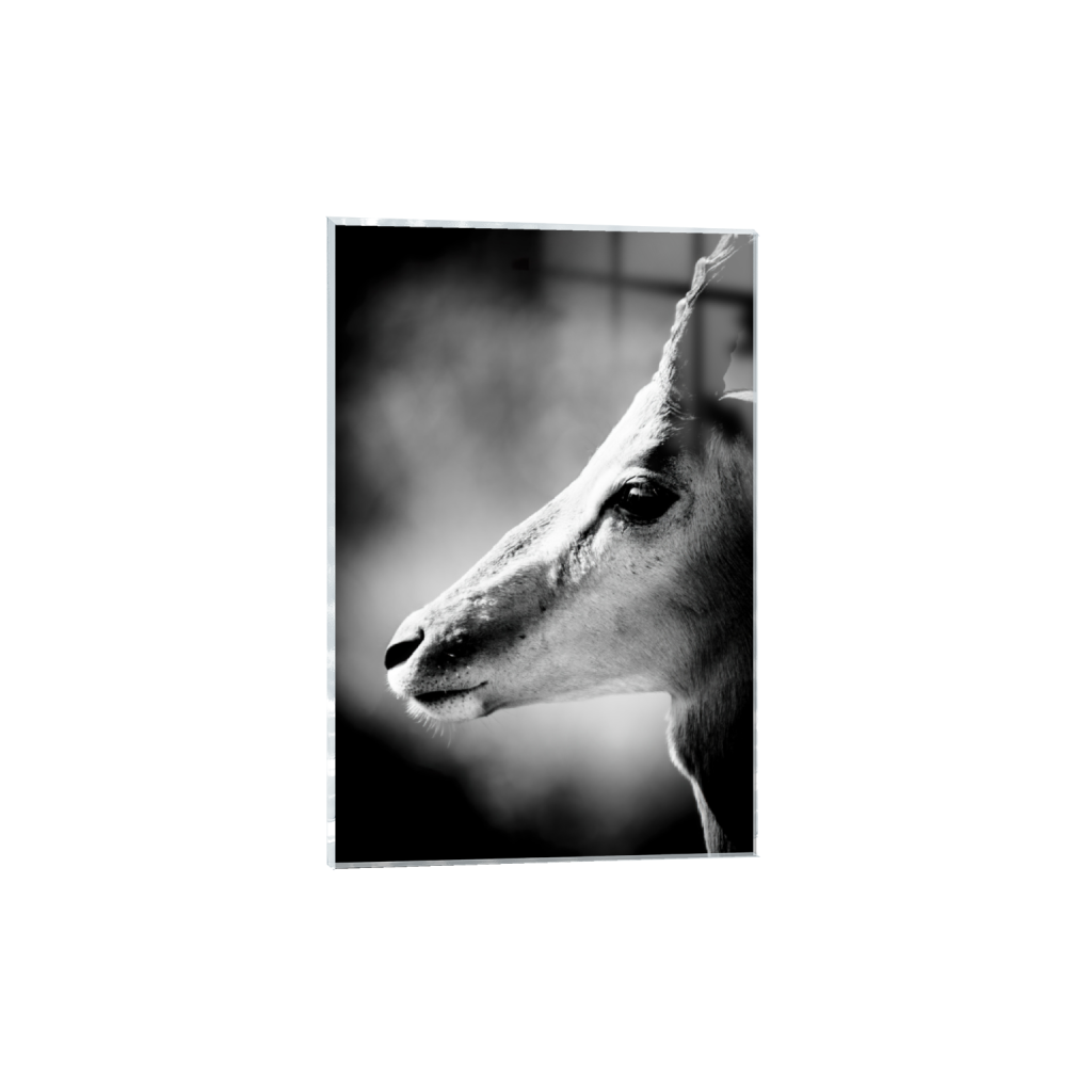 ptq_17_3_0_0_5354_8032_0_false_ffffff_0_0_.png