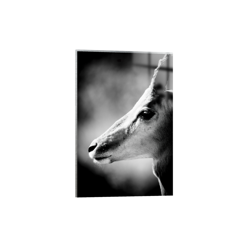 ptq_13_3_0_0_5354_8032_0_false_ffffff_0_0_.png