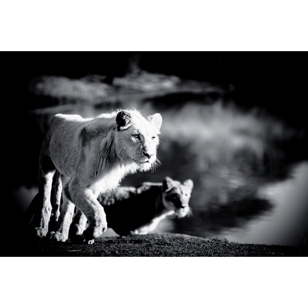 Black and white photograph of two lions stalking prey, with the first in focus and the second slightly blurred, against a soft African savannah background.
