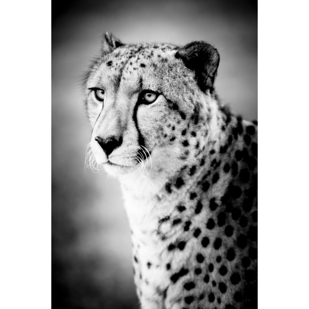Black and white close-up portrait of a seated male cheetah in 3/4 view, gazing to the left with head, neck, and shoulders visible.