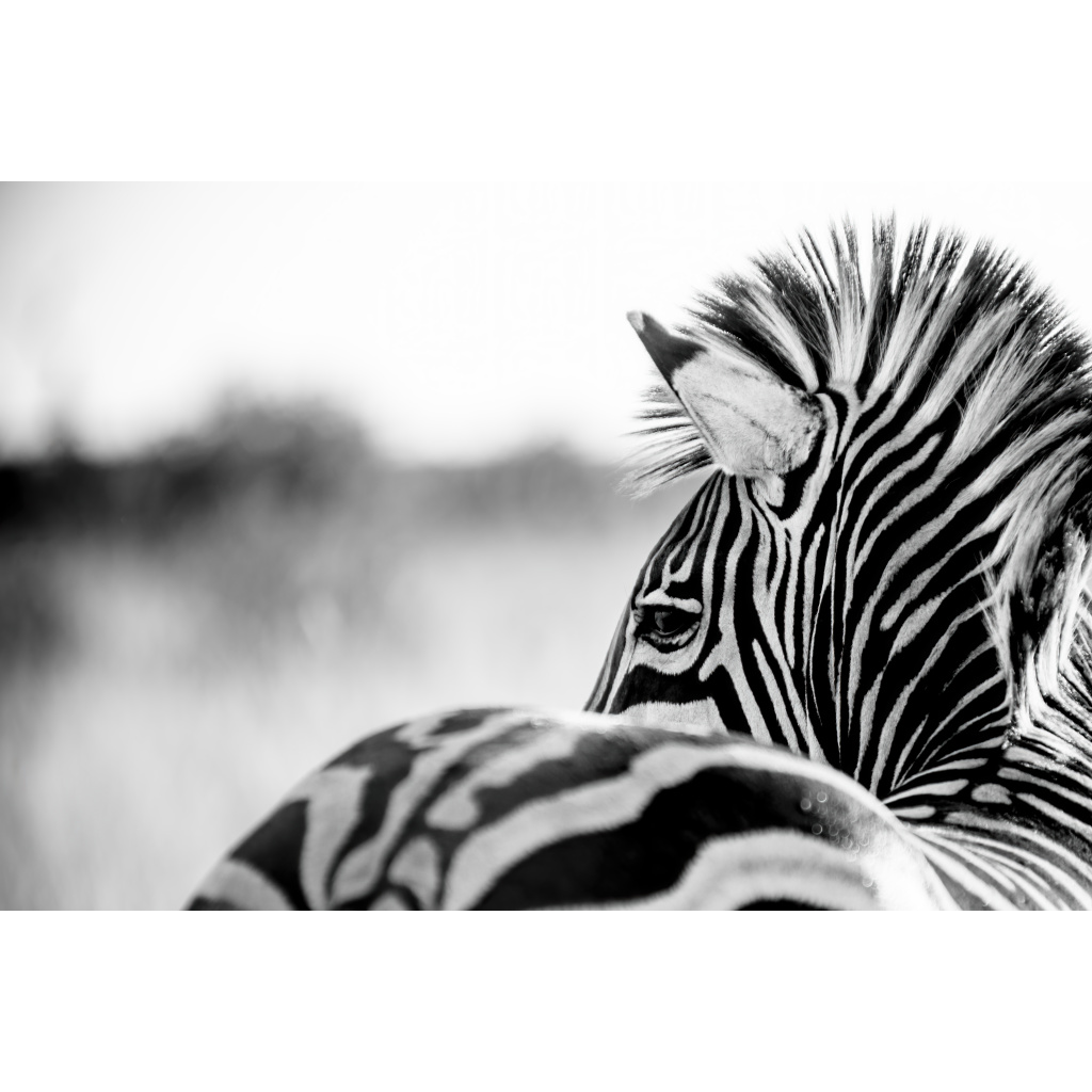 Black and white zebra fine art photograph. Close crop showing the curve of the back, neck, and mane, with the zebra’s eye visible above the line of the back against a blurred savanna
