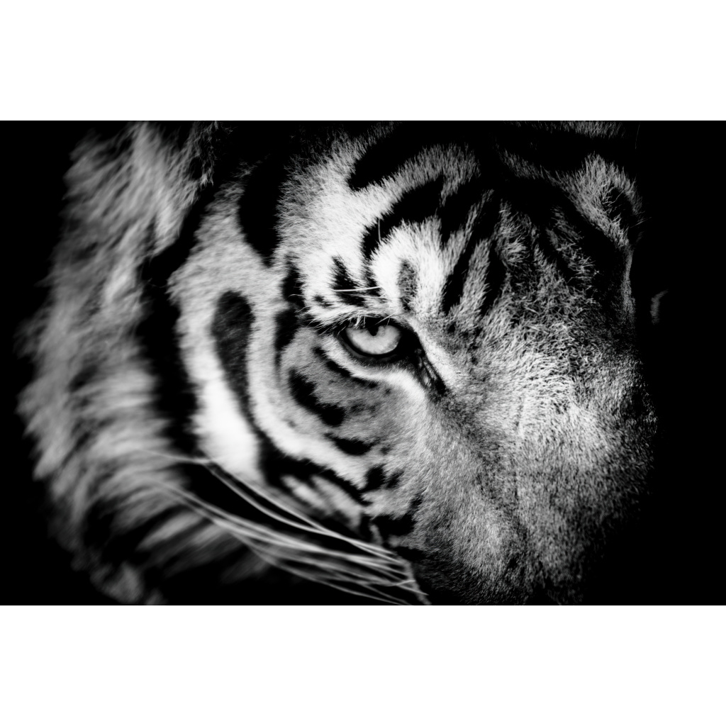 Black and white close-up of a tiger’s face filling the frame, cropped so only one eye is visible. The tiger looks directly at the viewer, creating an intense and intimate gaze.
