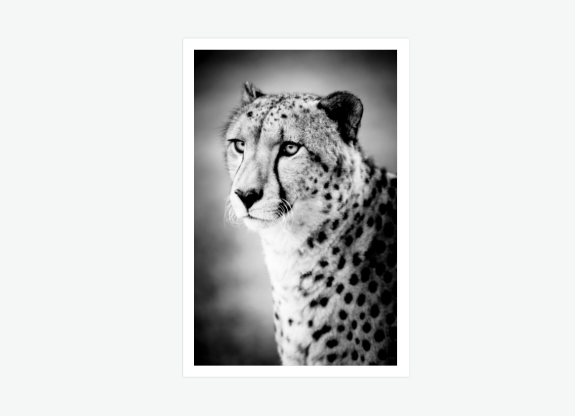 Gaze of the Hunter - Cheetah wall art prints.png