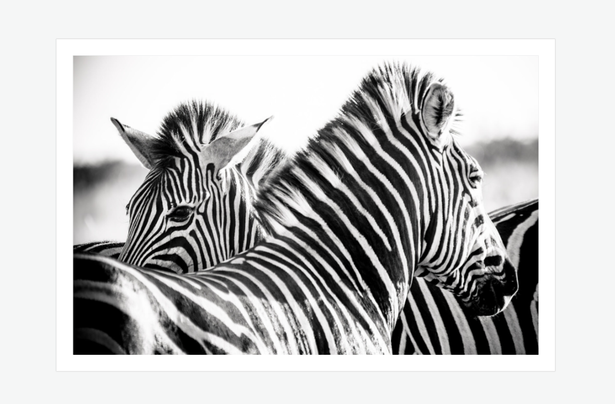 Across the Plains - zebra fine art wall prints.png