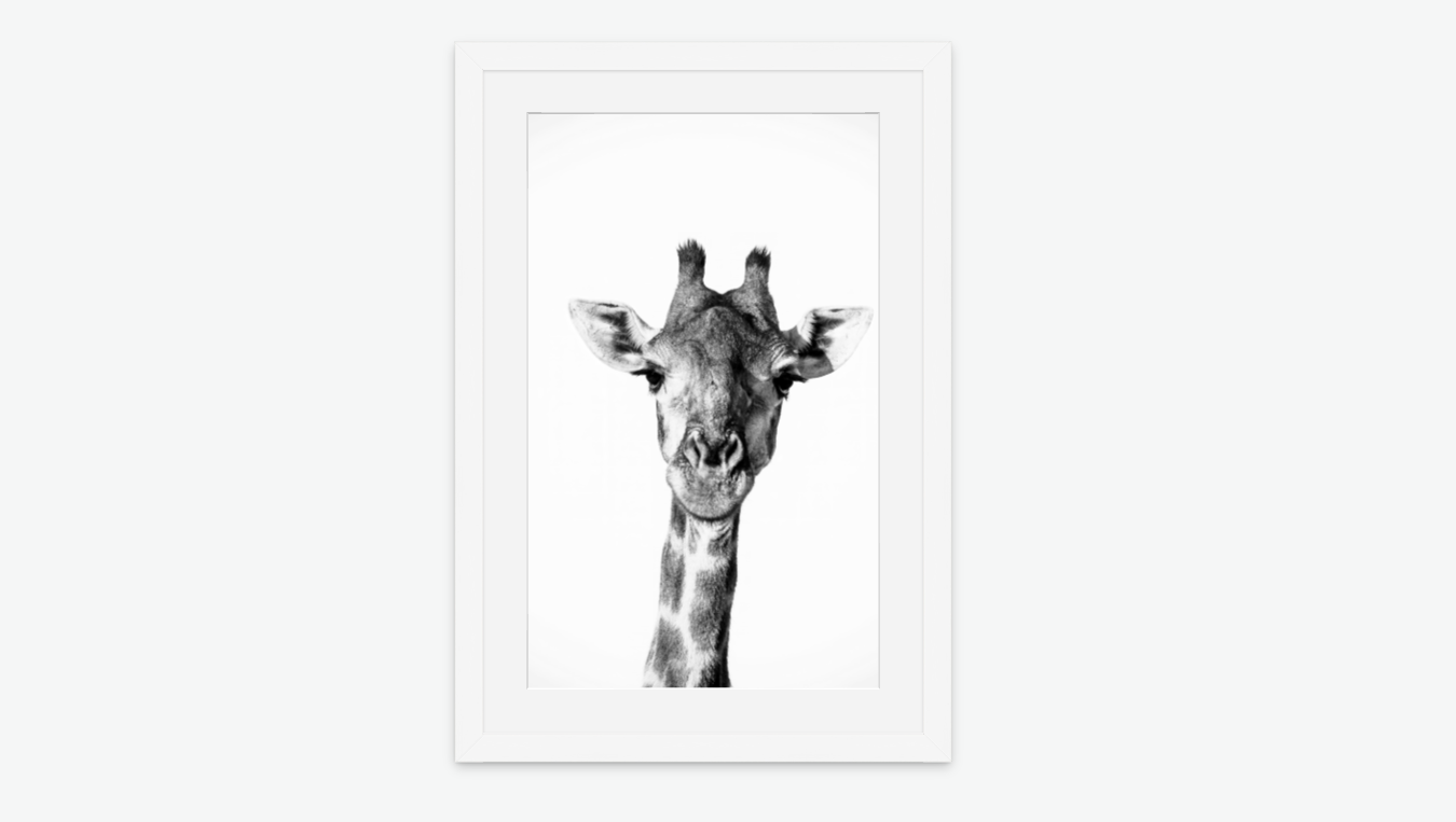Timeless grace - giraffe wall art print framed white.png