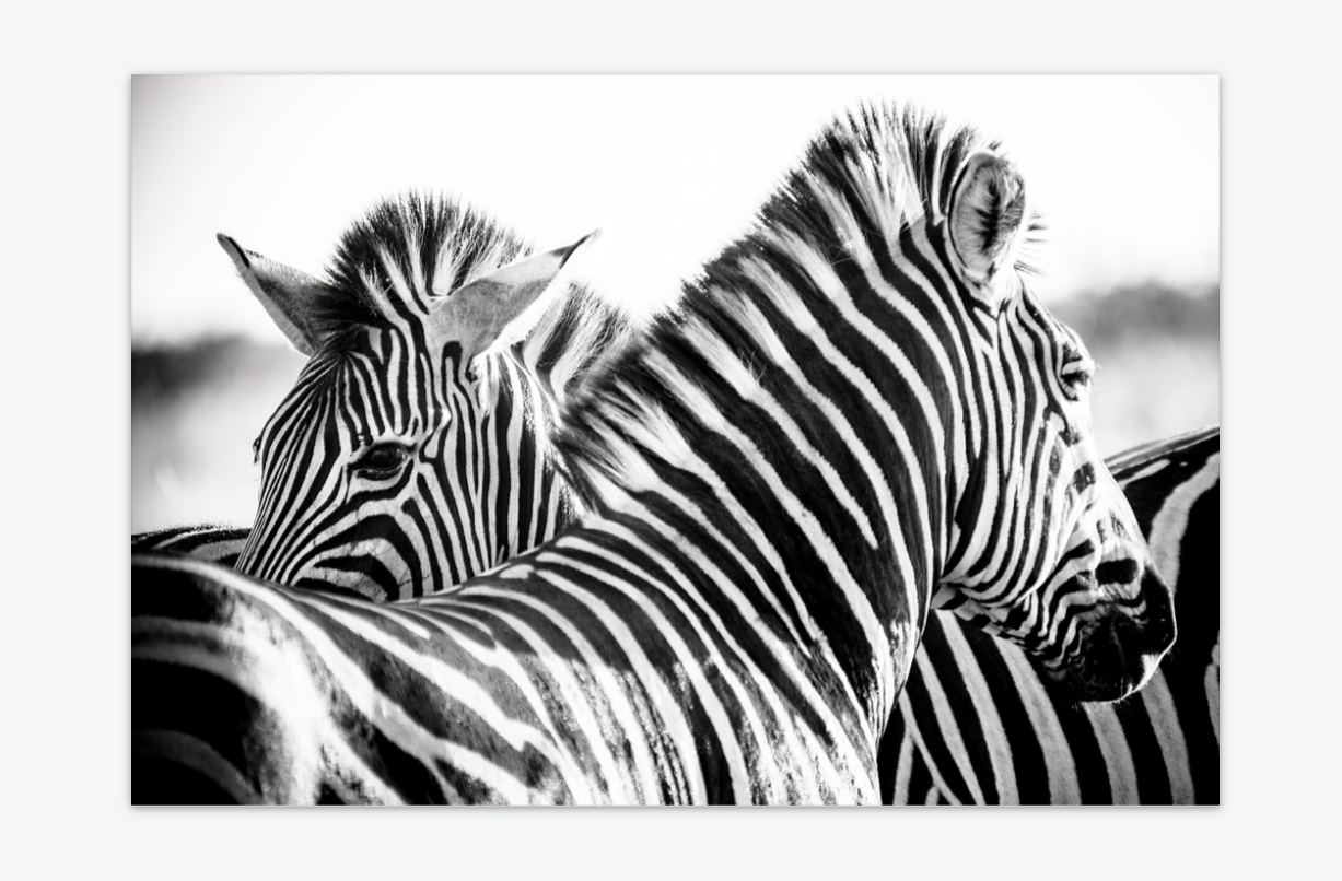 Across the Plains - zebra fine art wall prints acrylic.png
