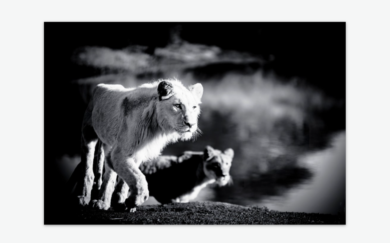Dangerous Duo - lion wall art prints acrylic.png