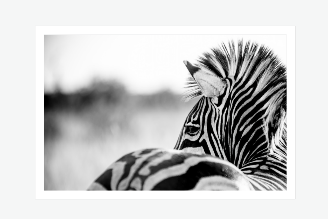 Where the Wind Answers - zebra wall art print.png