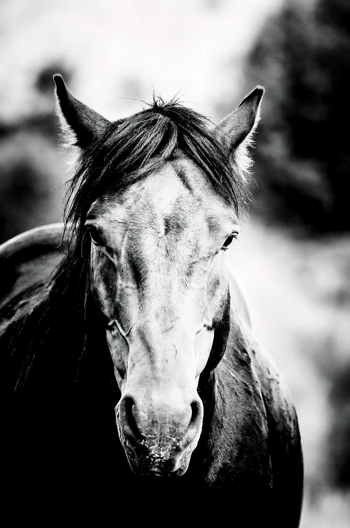 Untamed (Wild Horses)