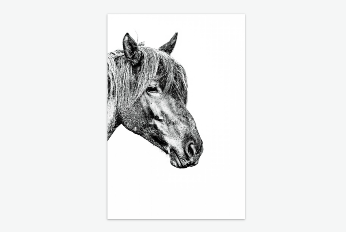 unbroken - wild horse wall art print acrylic.png