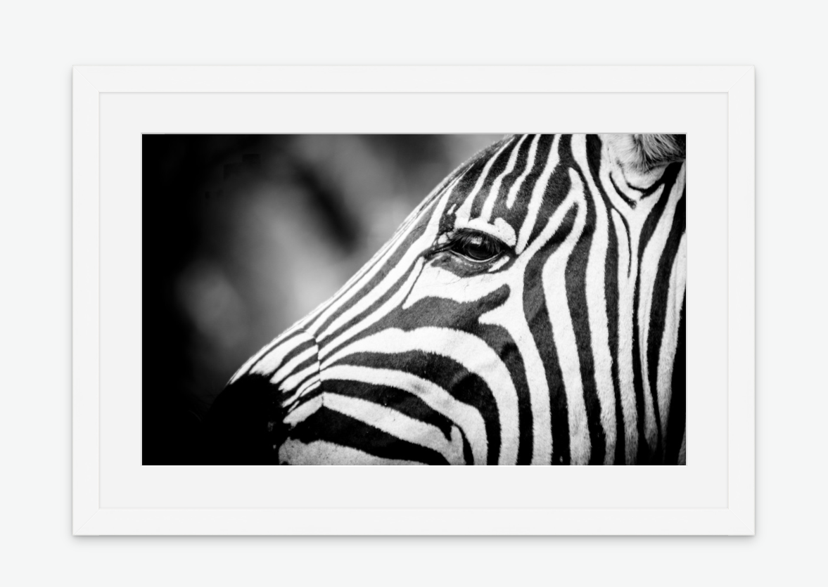 Light & Line - zebra wall art print white frame.png