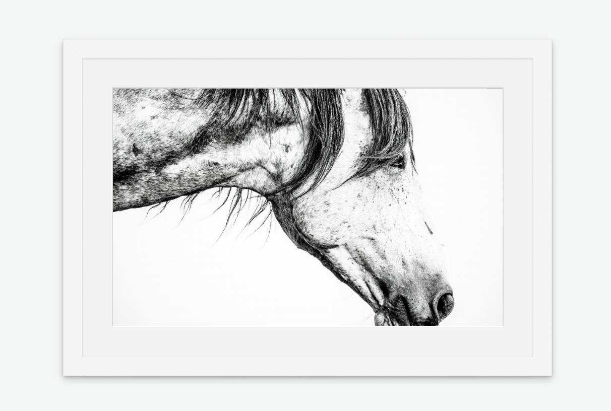 untamed - wild horse wall art print white frame.png