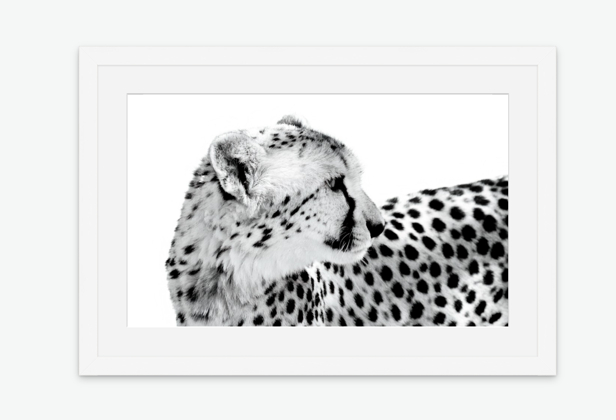 Whispers of Speed - Cheetah fine art white frame.png