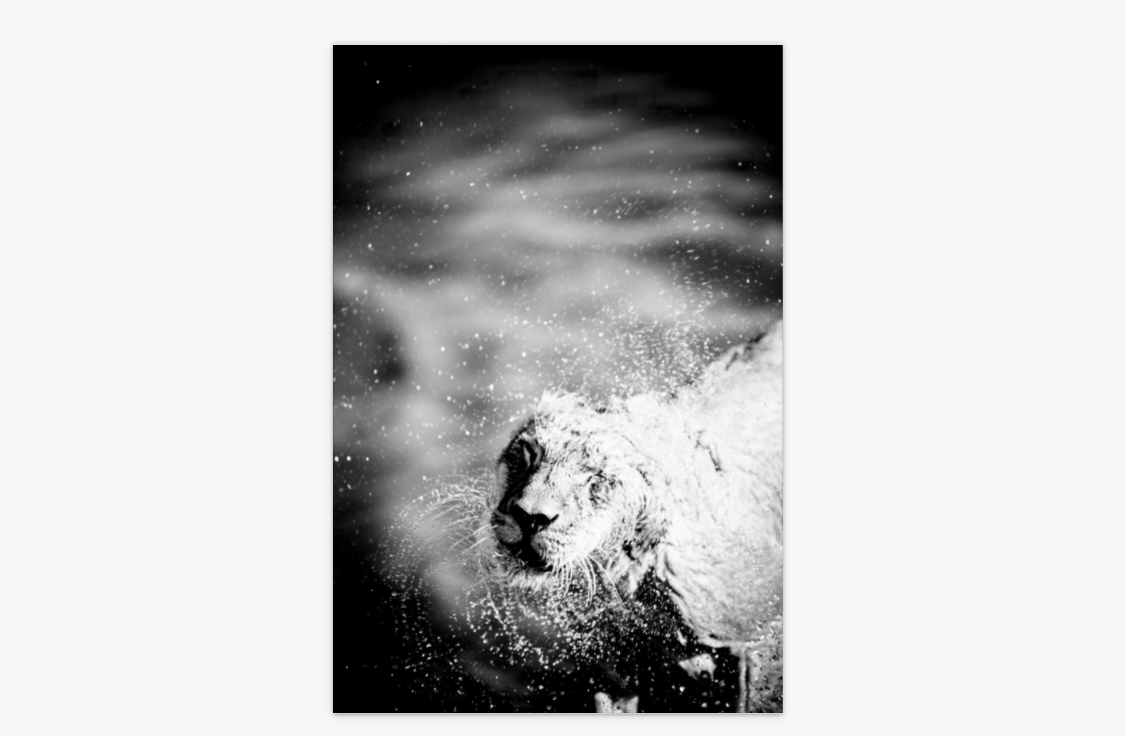 the shake - lion wall art print acrylic.png