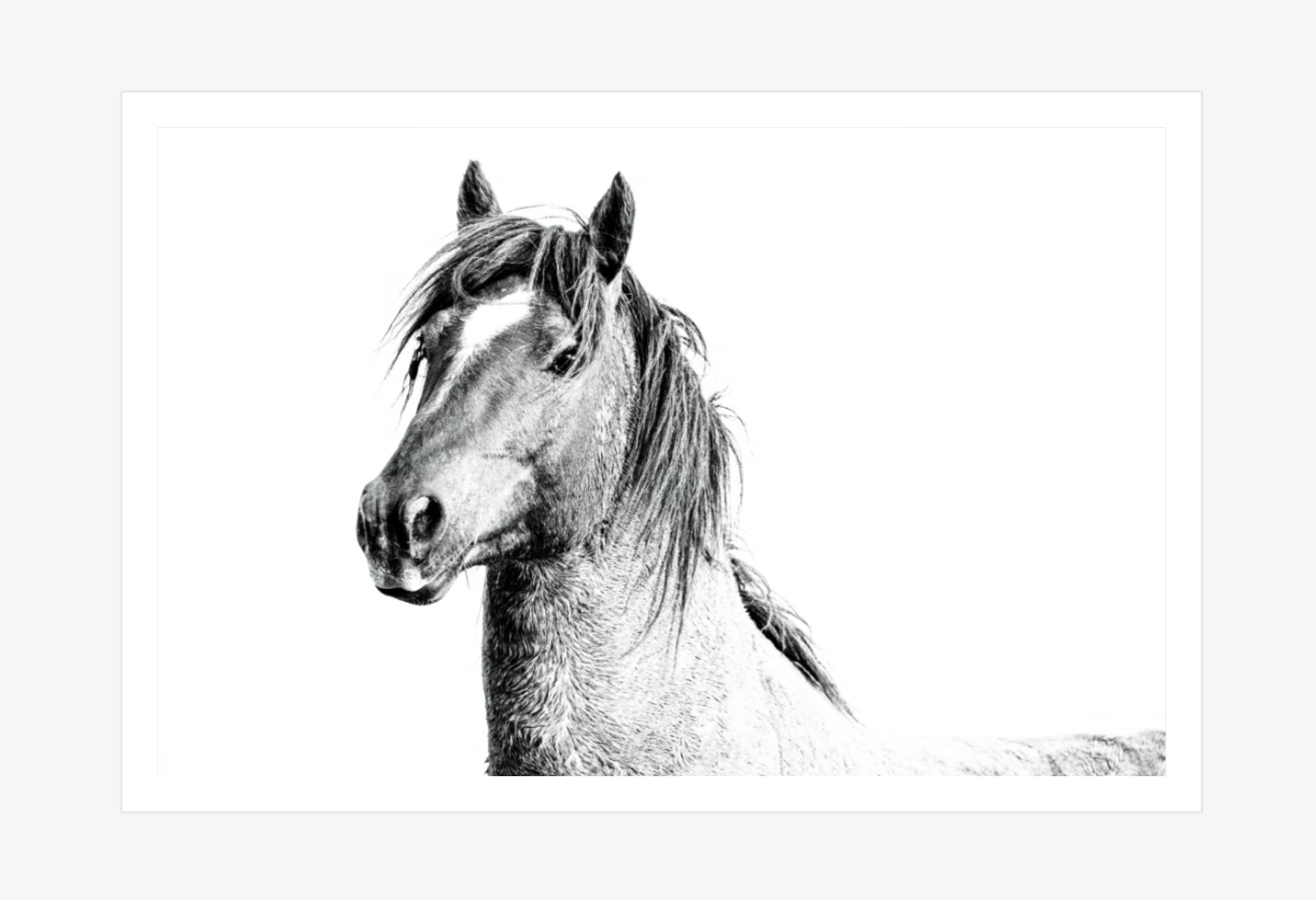 Fiery Gaze - wild horse fine art wall print.png
