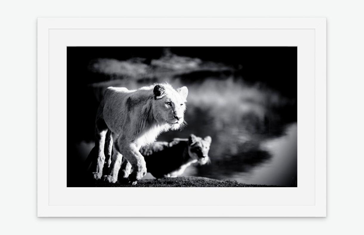 Dangerous Duo - lion wall art prints framed white.png