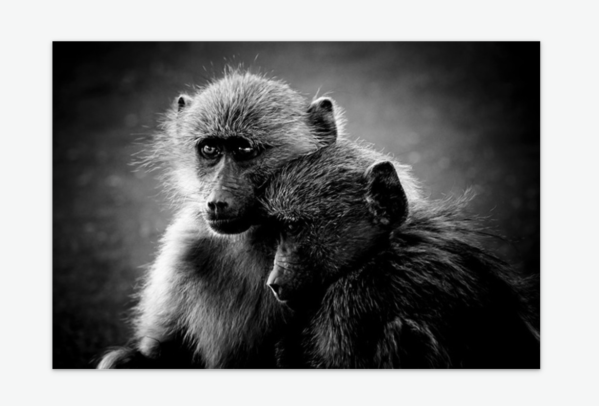 Friends wall art print acrylic.png