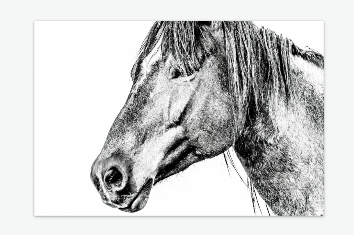 Undaunted Spirit - wild horse wall art print acrylic.png
