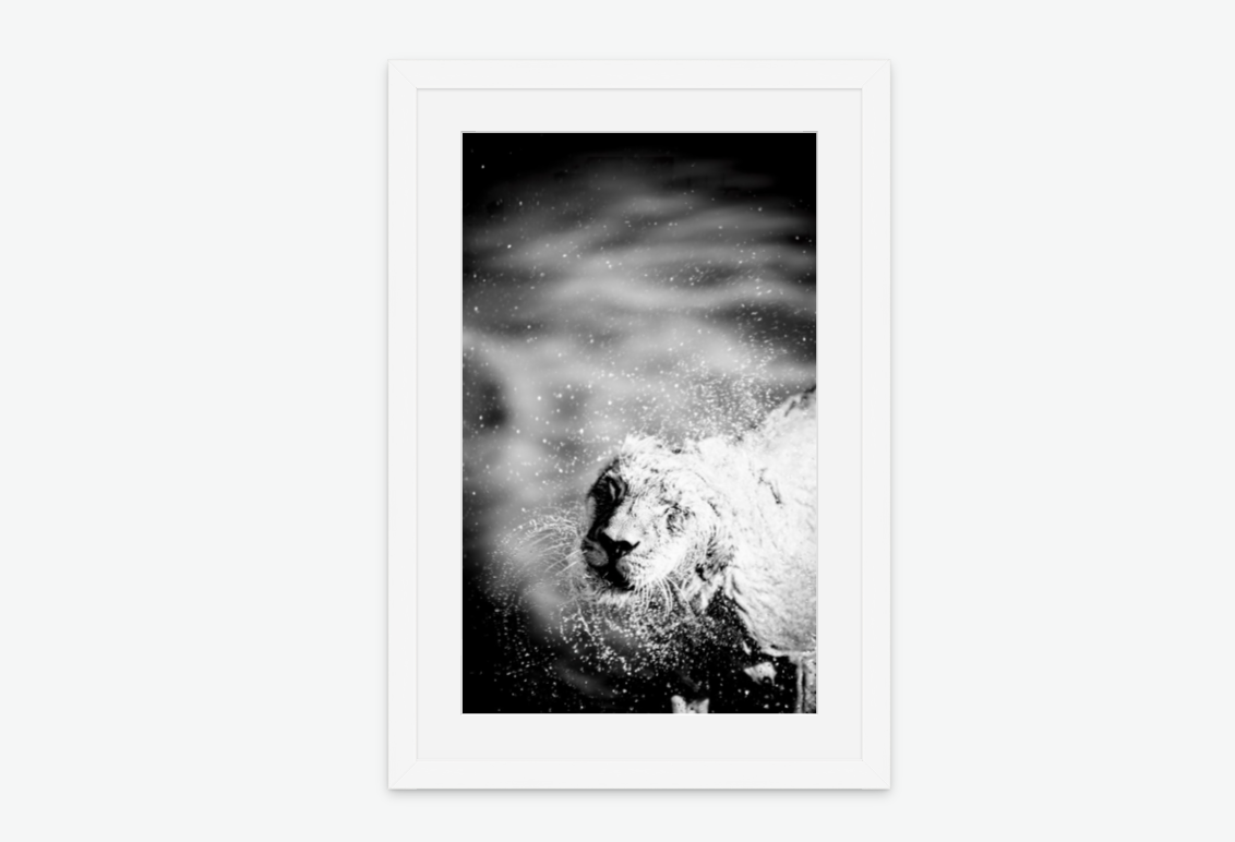 the shake - lion wall art print framed white.png