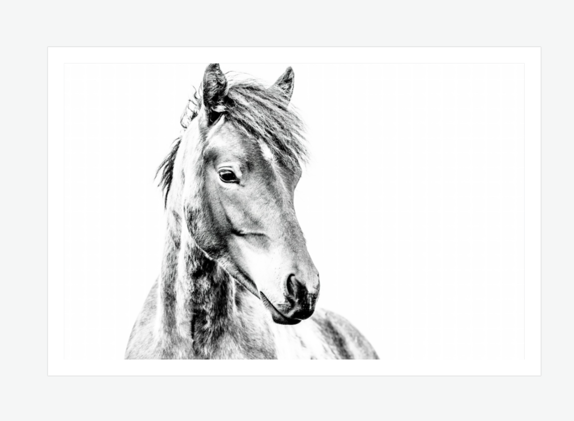 The Young Nomad - wild horse wall art print.png