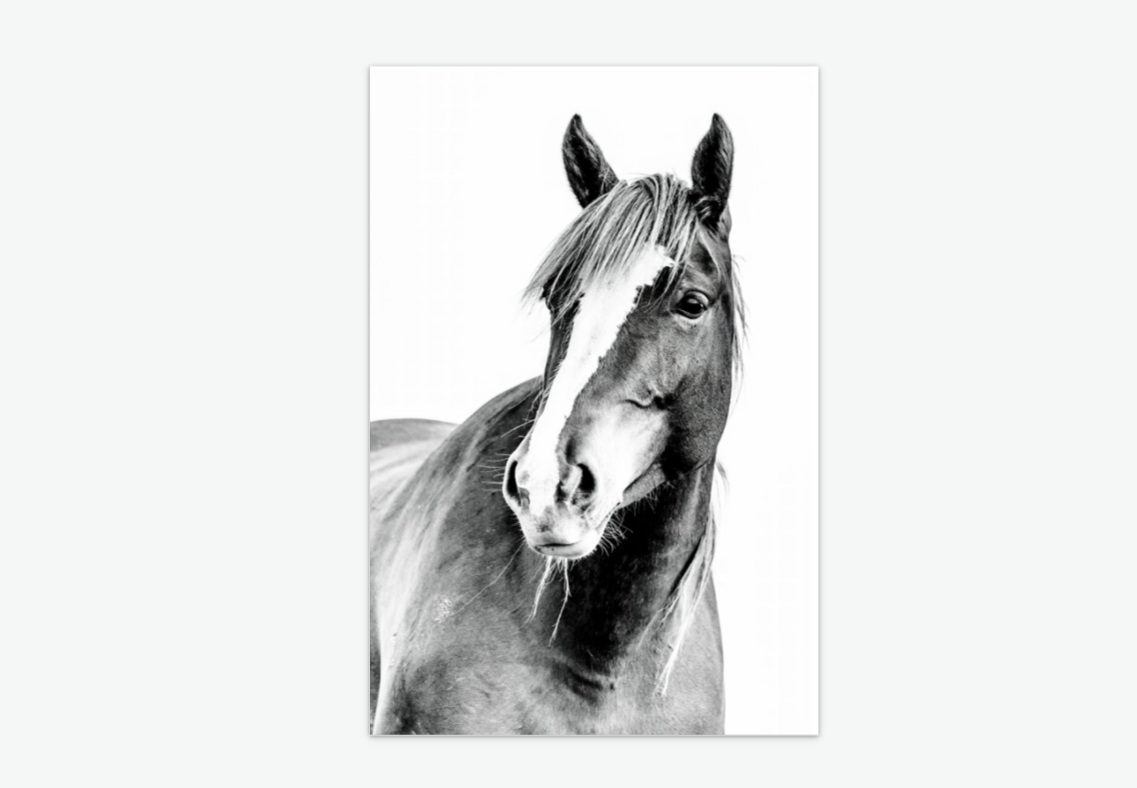 legacy - wild horse wall art print acrylic.png