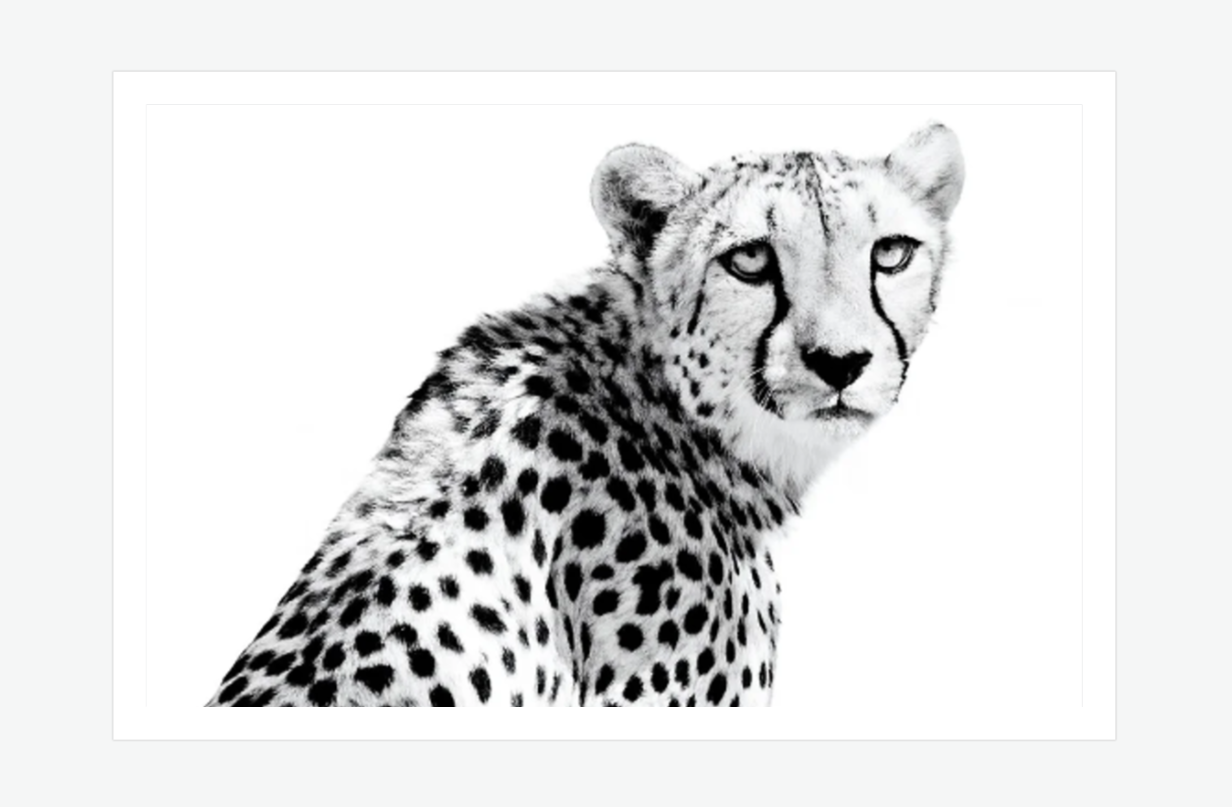 silent strength - cheetah wall art prints.png