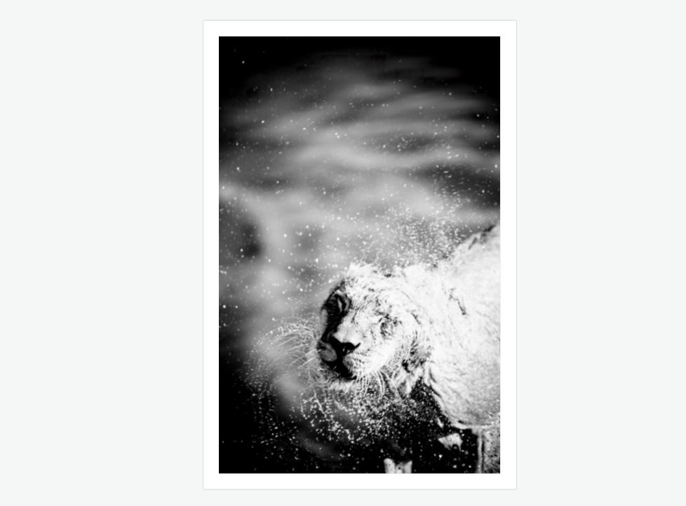 the shake - lion wall art print.png