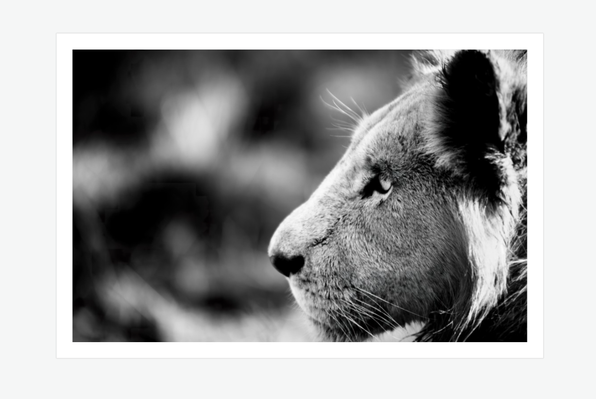 majesty - lion wall art print.png