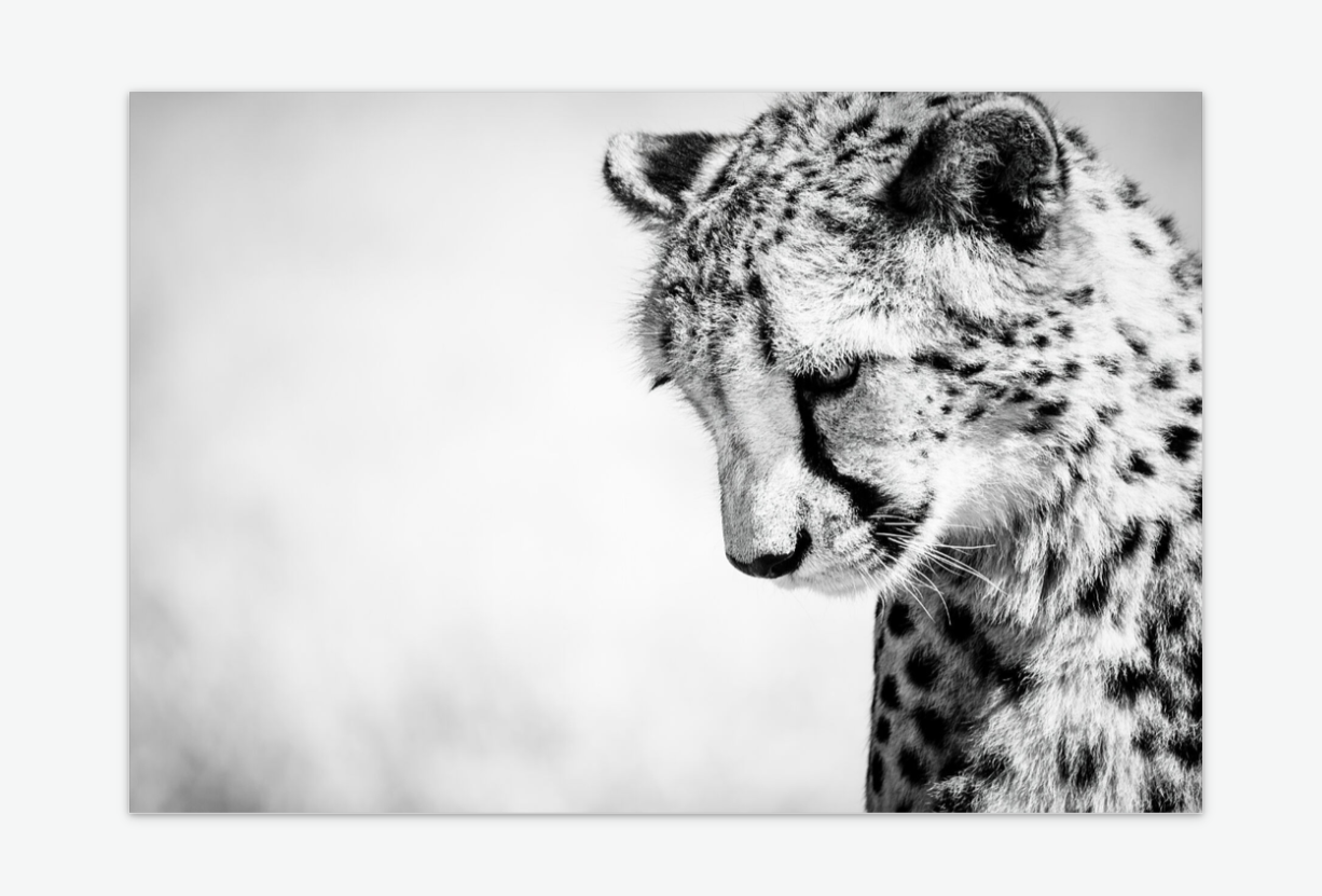 reflection - cheetah fine art wall print acrylic.png