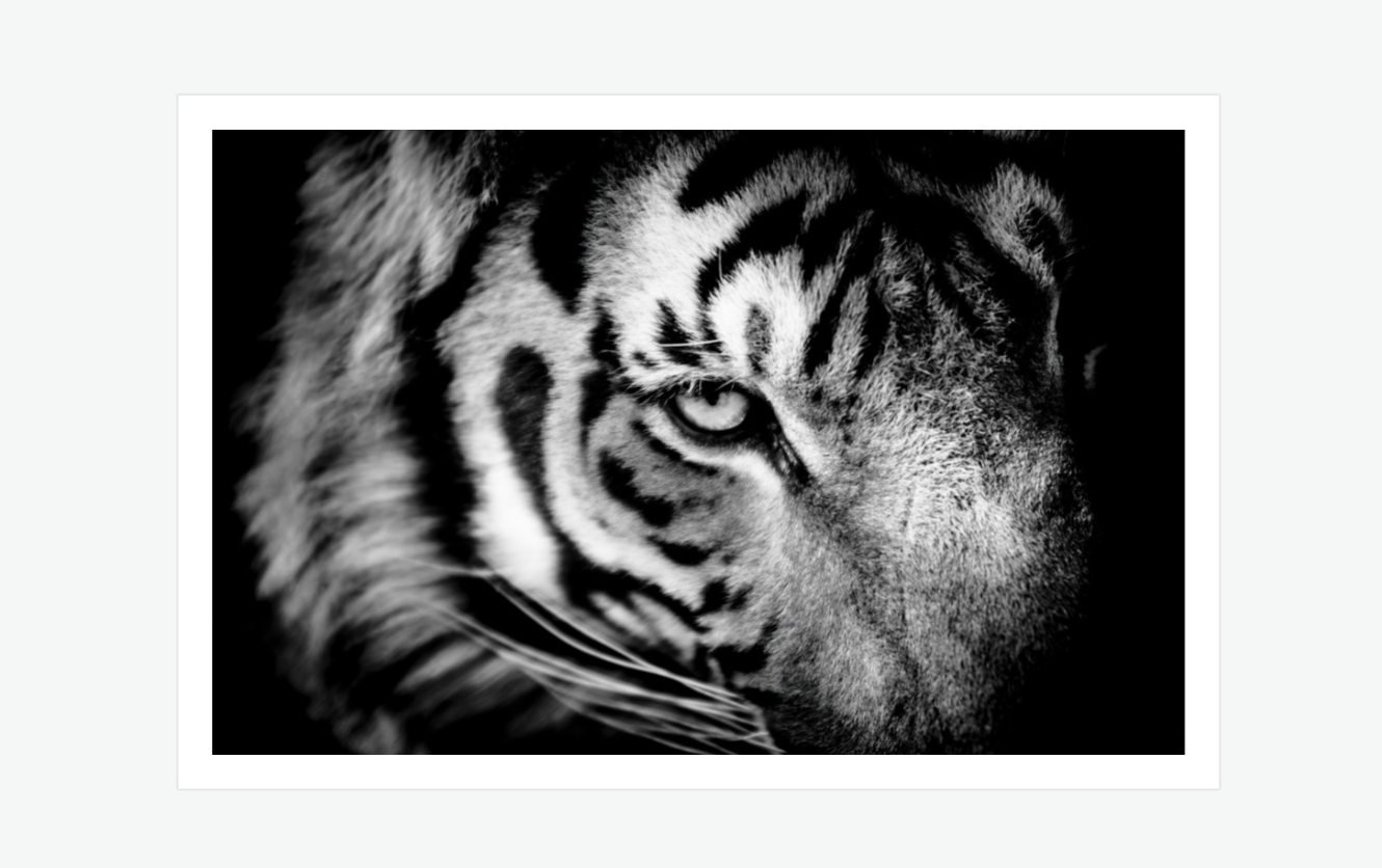 Shadow and Light - tiger wall art print.png