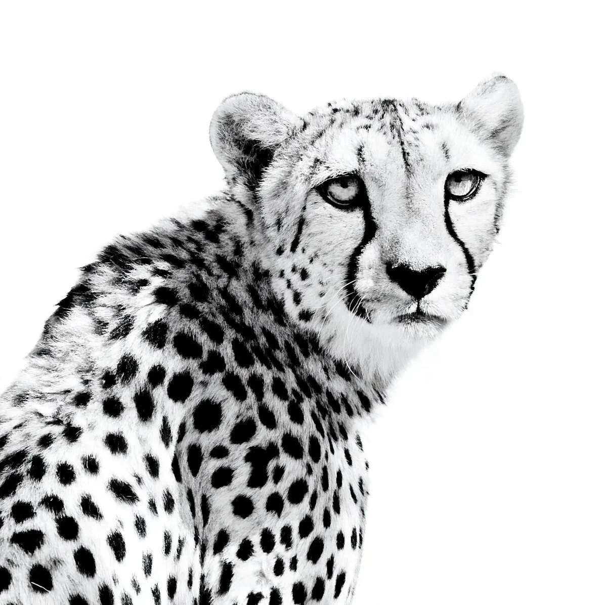 Cheetah in Black and White
