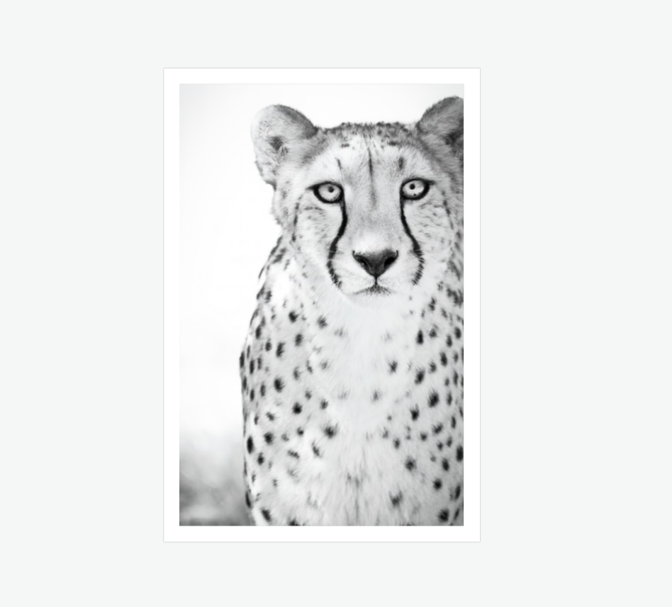 Cheetah's Grace - wall art print.png