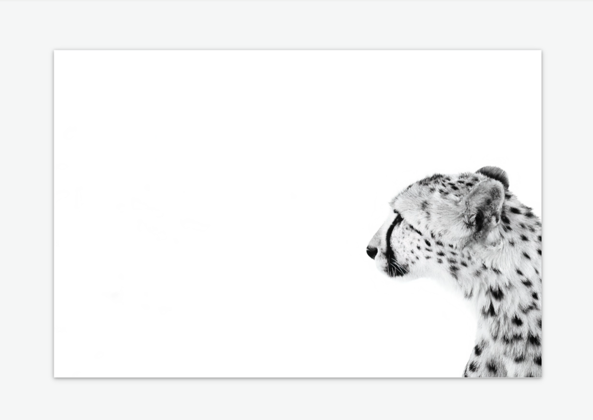 The Pause - Cheetah Wall art print acrylic.png