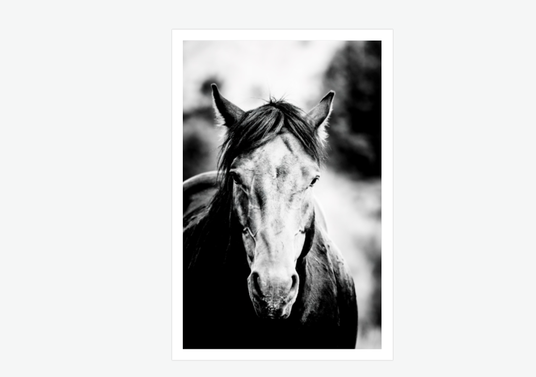 The Sentinal - wild stallion wall art print.png