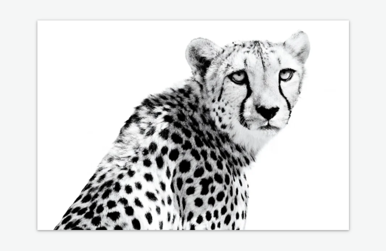 silent strength - cheetah wall art prints acrylic.png