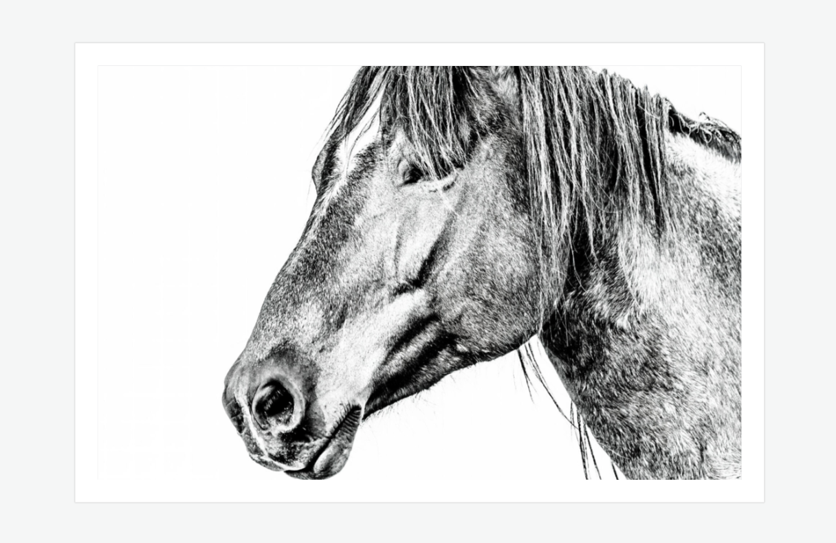 Undaunted Spirit - wild horse wall art print.png