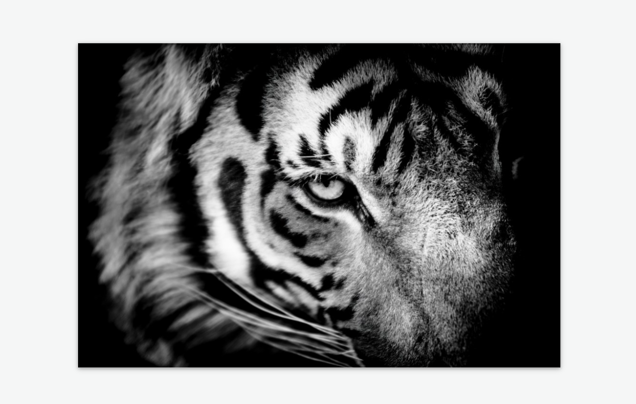 Shadow and Light - tiger wall art print acrylic.png