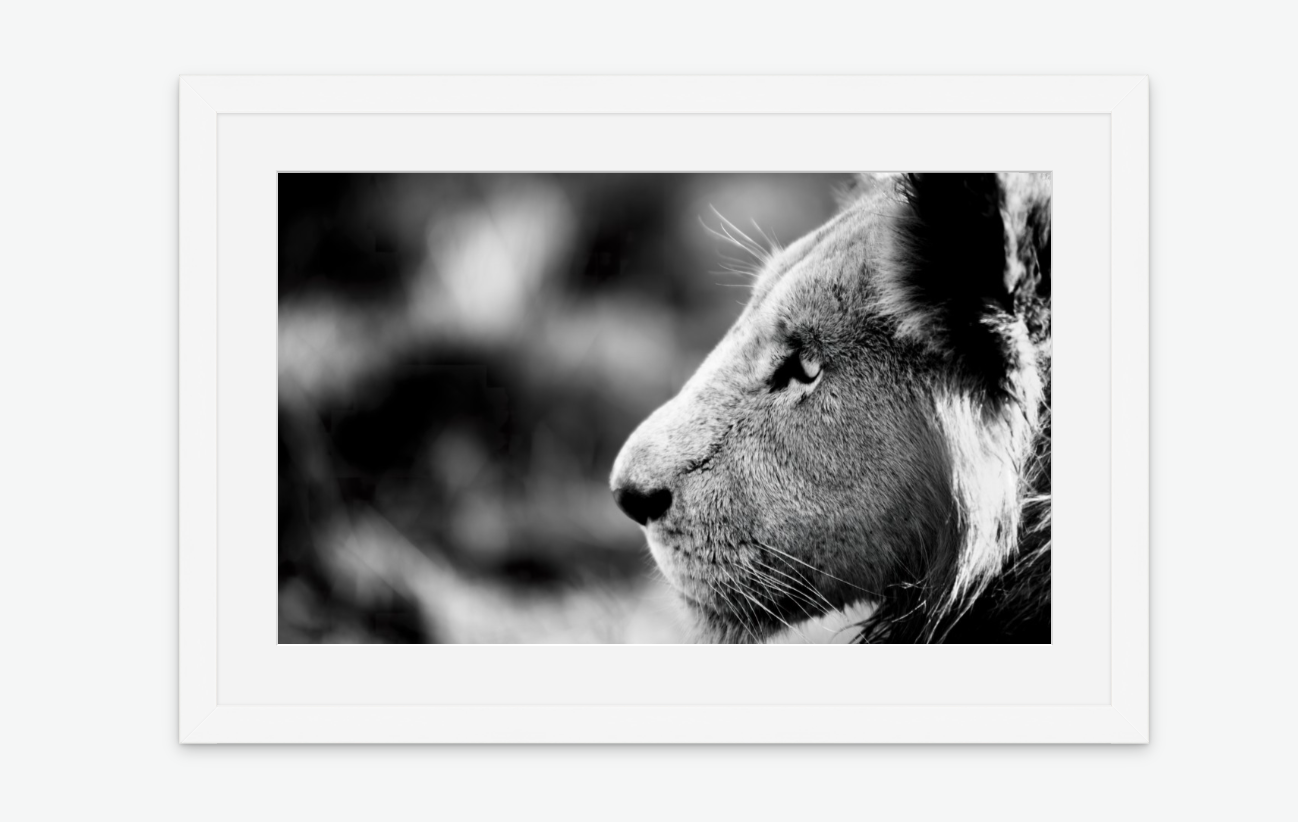majesty - lion wall art print framed white.png