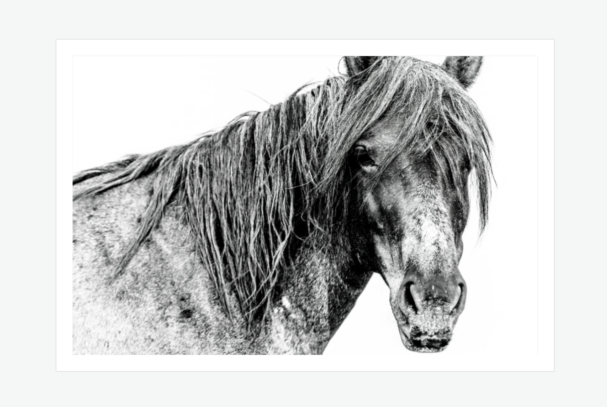 Unwavering Strength - wild horse fine art photography.png