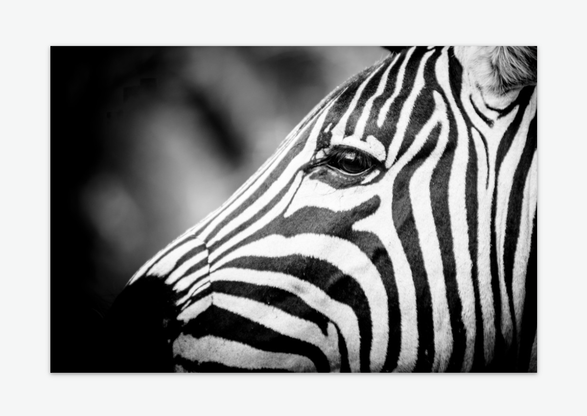 Light & Line - zebra wall art print acrylic.png