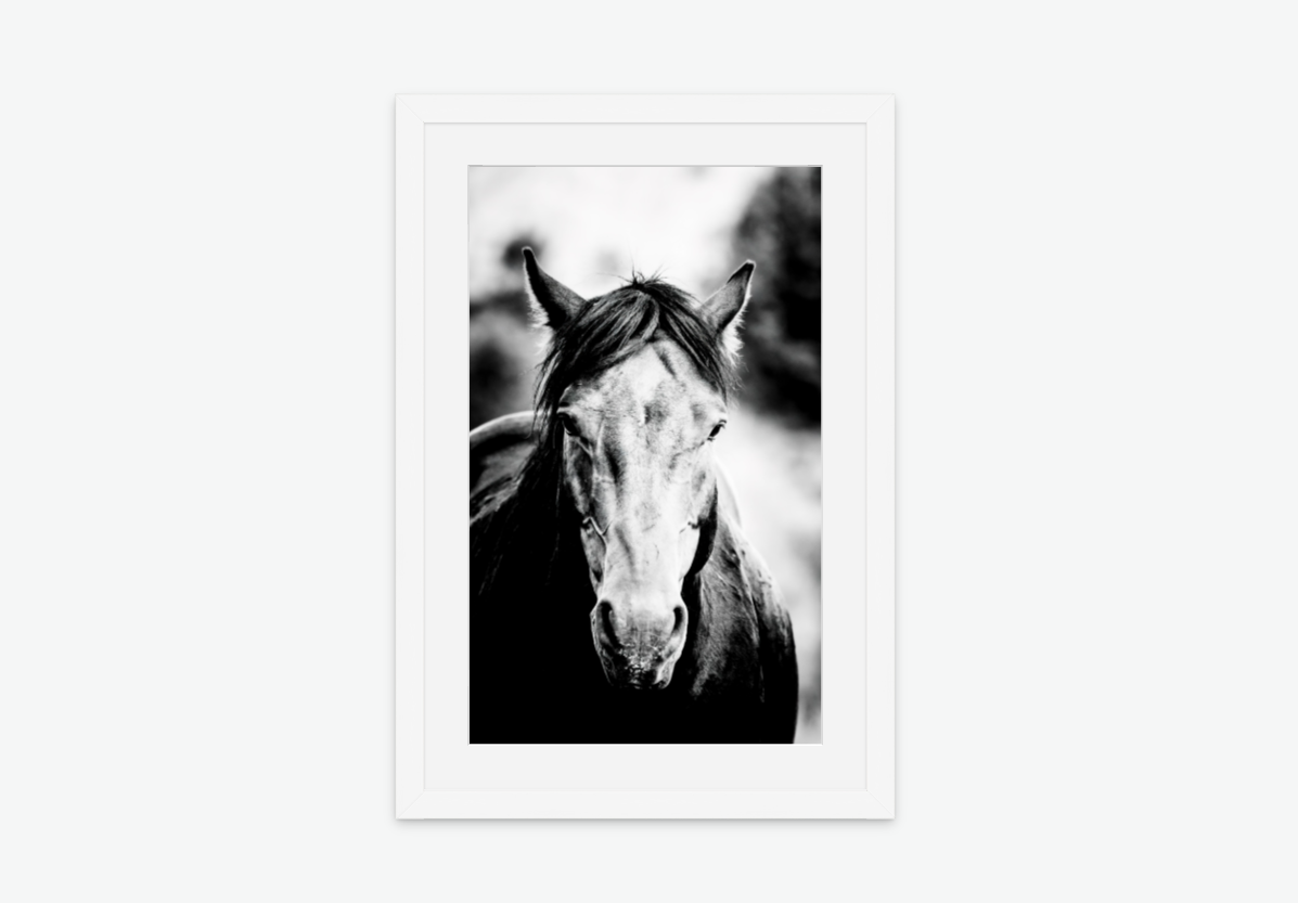 The Sentinal - wild stallion wall art print white frame.png