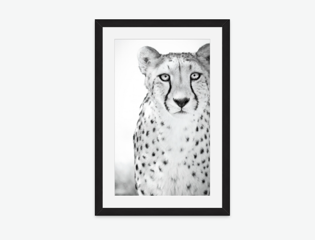 A Cheetah's Grace