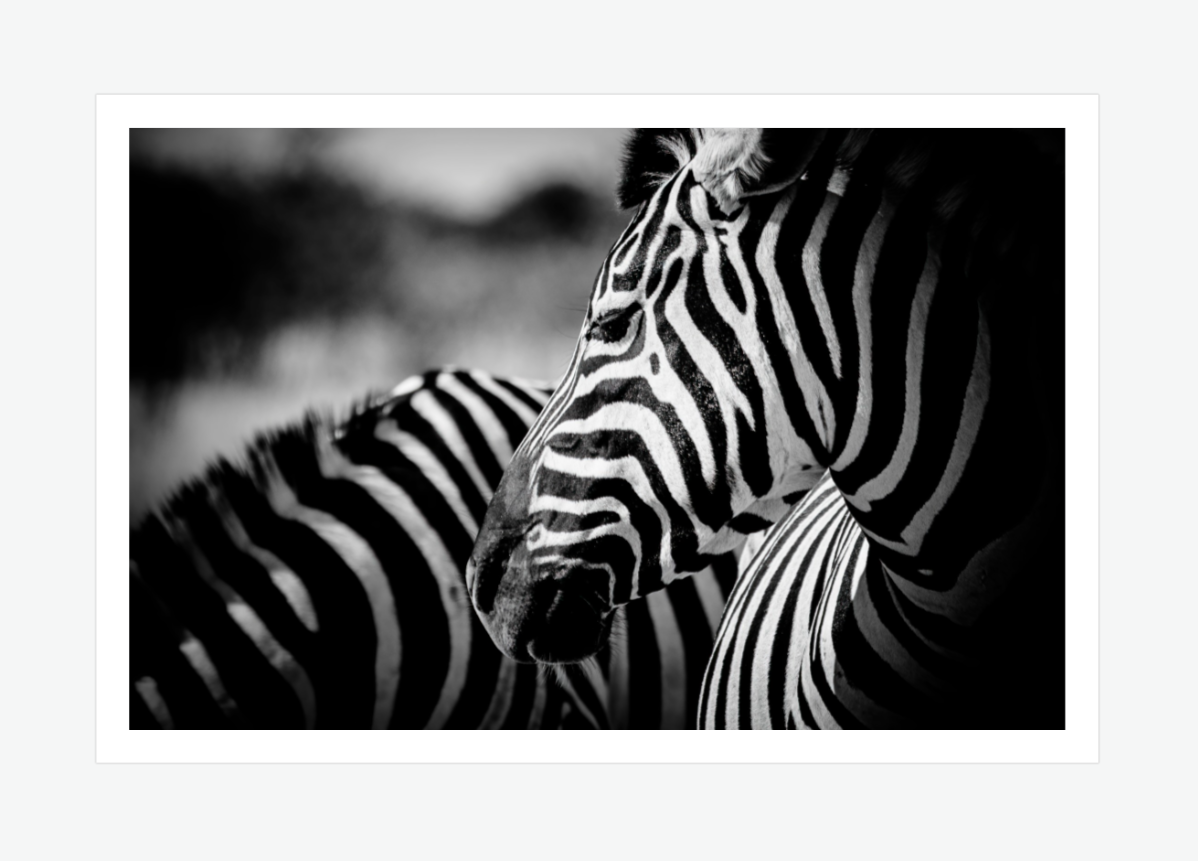 towards the light - zebra wall art print.png
