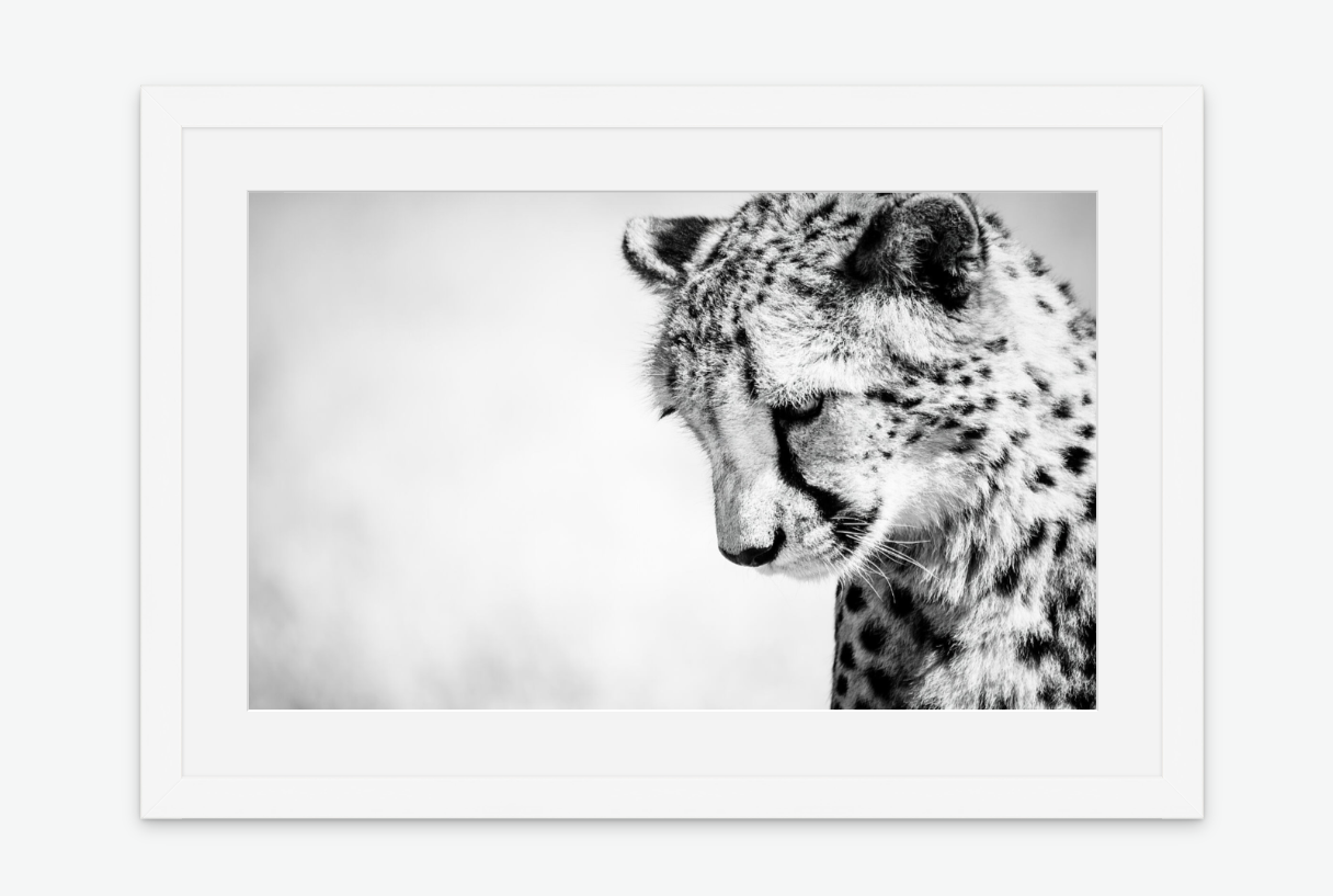reflection - cheetah fine art wall print white frame.png