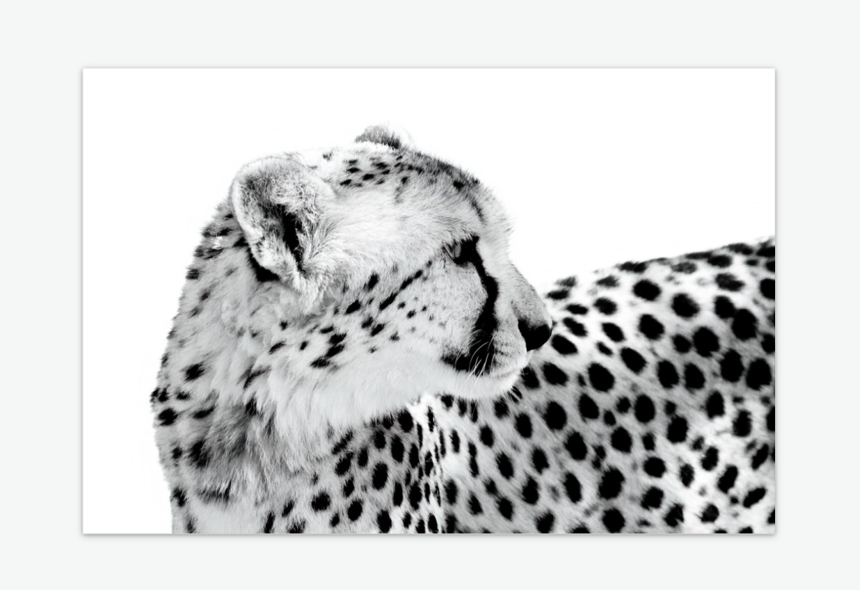 Whispers of Speed - Cheetah fine art acrylic.png